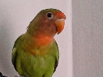 2 papigi vrste agapurnis