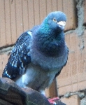 golob z modrim obročkom na nogi