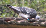 golob z modrim obročkom na nogi