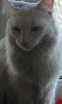 Bela dolgodlaka mačka