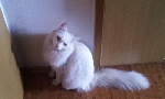 Bela dolgodlaka mačka