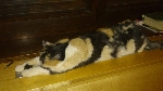 Izgubljena pasemska mačka Kiti