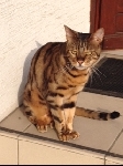 Bengalski maček Tigi
