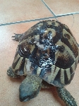 kopenska želva