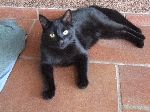 Izgubljen mlad črn maček