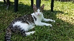 Pogrešana belo-siva (lisasta) mačka Era