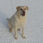 Izgubila sej je bela labradorka 