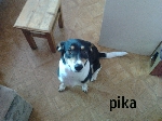 psička