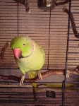 zelen papagaj z rdečim kljunom