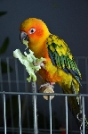 rumeno oranžna papiga (cca 30 do 35 cm)