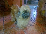 Izgubljen Shih Tzu rjave barve