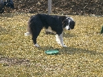 Border collie