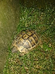 10 cm velika grška želva