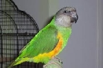 Zeleno- rumena papiga, Velik hrib-Kranj
