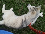 Aljaški malamut SIBA najdena oz poginula