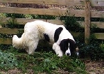 pogrešana belo-črna velika psička- Dramlje