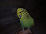 Papiga zelene barve z imenom RIO