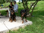 Izgubljena rottweilerja