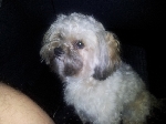  pes shih tzu