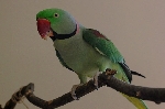 Zelena papiga vrste Veliki Aleksander