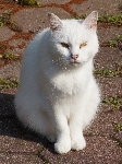 Beli starejši maček