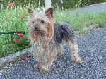 Yorkshirski terrier, okolica Kopra