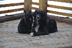 črna psička z belo liso, srednje velikosti