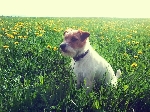 izgubljen jack russell