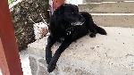 črn mešanec z labradorcem