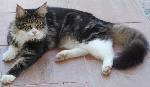 Pogrešam muc pasme mainecoon