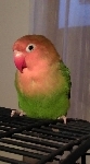 agapornis (love bird)
