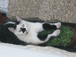 Črnobel maček Piki
