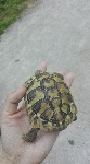 Kopenska želva, cca 10 cm