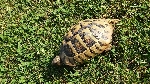 Kopenska želva cca.25cm