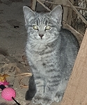 Mačka Čupi