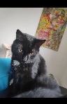 Črna dolgodlaka mačka Gina