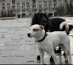 Jack Russel