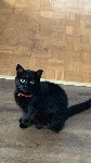 Črna mačka, Goriče pri Golniku