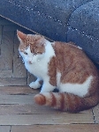 Oranžno bel maček
