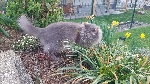 Siv maček z dolgo dlako