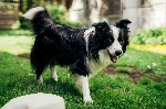 Kali, border collie