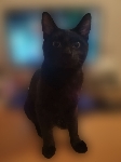 Črni Maček
