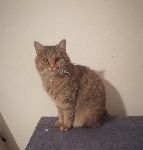 Izgubljena mačka Mika