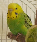 Rumeno-zelena skobčevka Koki