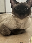 Siamski maček Miško