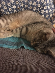 Izgubljen siv črtast maček Oli