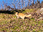 Oranžen maček mešanec main coon