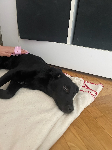 črna 4 m. brez ovratnice čip prijazna